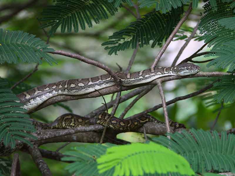 Snake catcher the gap Coastal Carpet Python